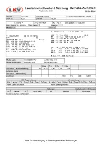 tr�chtige Fleckvieh Kalbin zu verkaufen, beweidet und ruhig